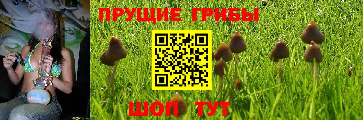 Карпинск  магазин  наркотиков  Вход с VPN  Псилоцибиновые грибы Psilocybe 